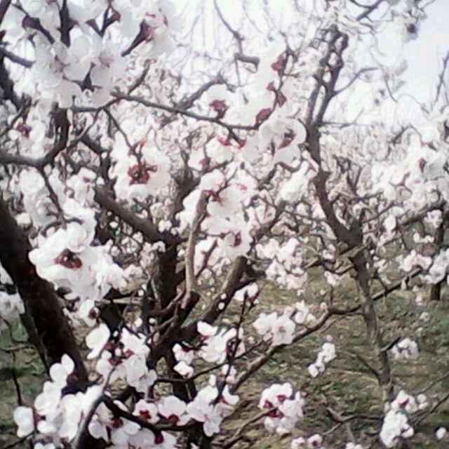 青砖围合处	，岁月有茶香