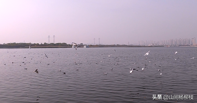 新年的第一天 来看红嘴鸥