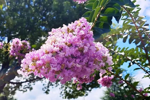 一封来自千岛湖的夏日情书，署名：紫薇花园