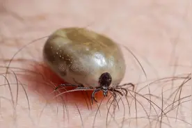 宠物医生说：猫狗身上的蜱虫不能直接拔，你有什么想说的吗图片
