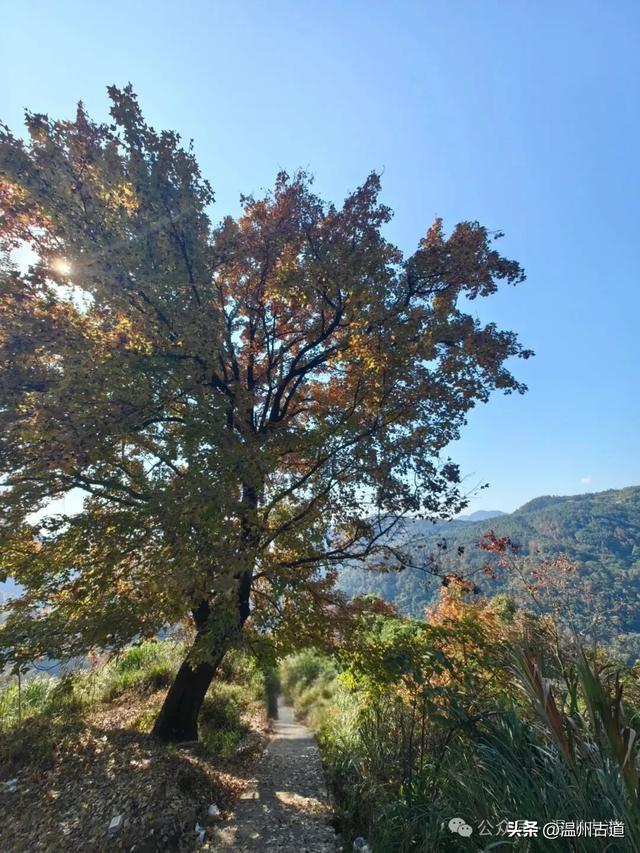温州这两条知名红枫古道已经红啦!周末是最佳观赏期,不要错过!