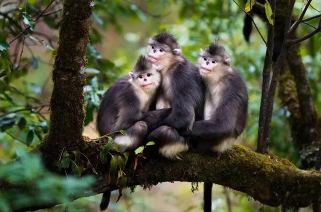 一山藏四季，一眼入画中！红拉山冬日限定浪漫上线