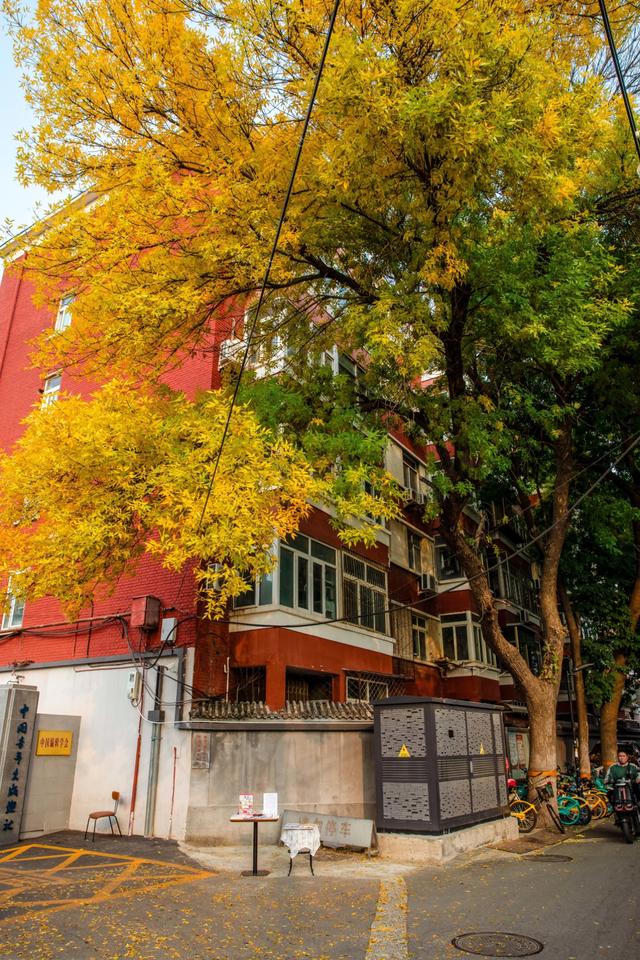秋天来北京一定要去的胡同！东四十二条，如同金色的海洋