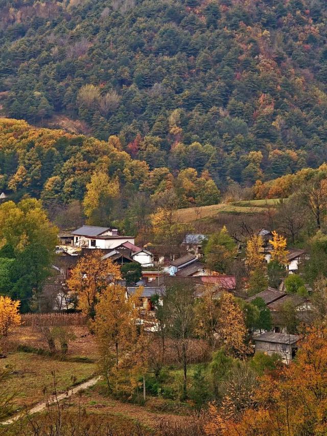 【千里嘉陵江 虞关好风光】北雀观景台红叶燃遍两岸，这份秋日限定美景请查收