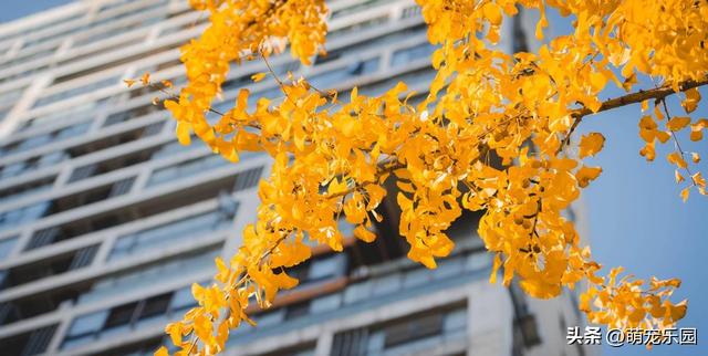 逛了这么多地方，才发现最迷人的银杏藏在身边，金叶子等着被发现