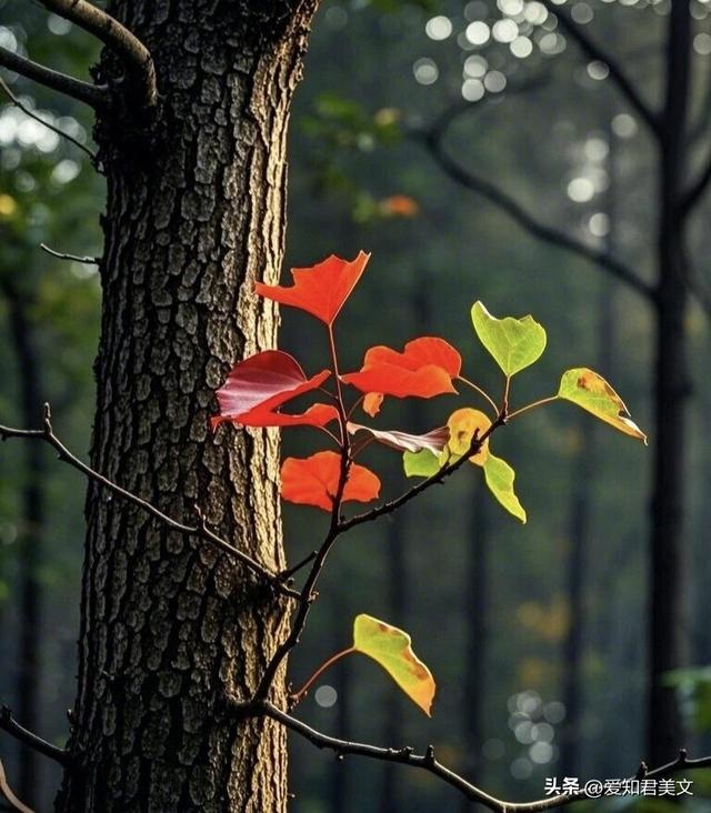 秋之雅趣，美不可言