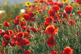 浅浅岁月，慢慢走，淡淡人生，静静过，平常日子，深深爱图片