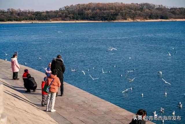 在唐岛湾，一起“鸥”遇吧！