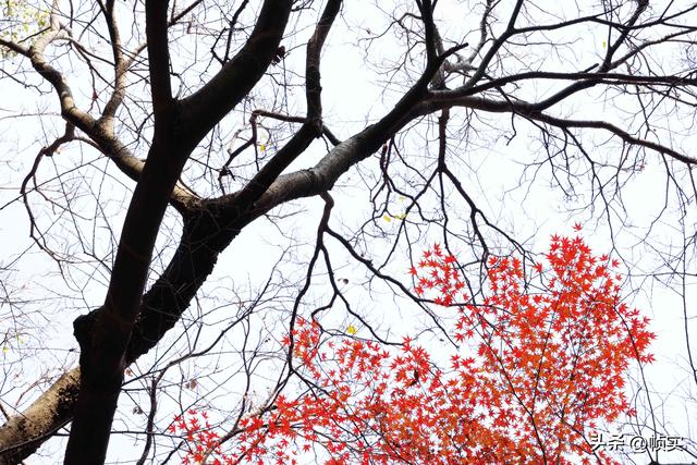 层林尽染，上海红叶特色公园闵行红园枫叶色彩斑斓进入最佳观赏季