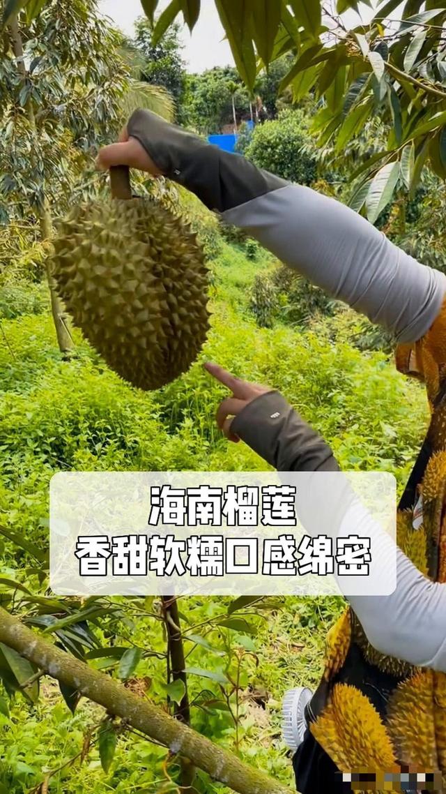 失去中国市场后，大量水果烂地里卖不出去，现在开始后悔得罪中国