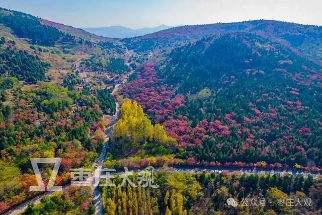 实拍枣庄牛郎山进入红叶观赏期！