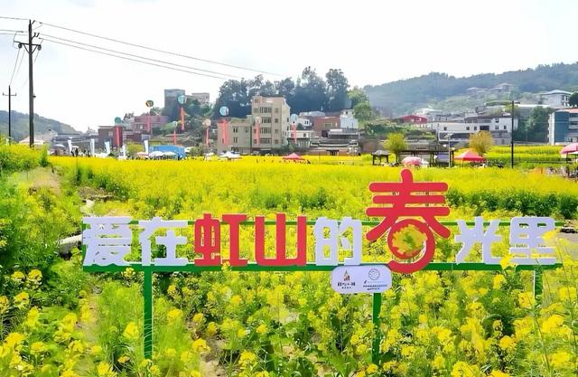 泉州虹山油菜花海开！美爆了！AI剧本游新玩法来啦