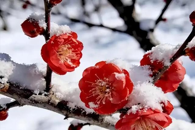 “春节寒不寒，就看大寒”，2026年春节期间会很寒冷吗？提前了解