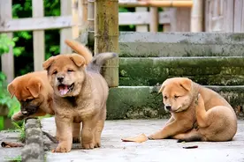 公认“最通人性”的6种狗，一旦养了，必然招福图片