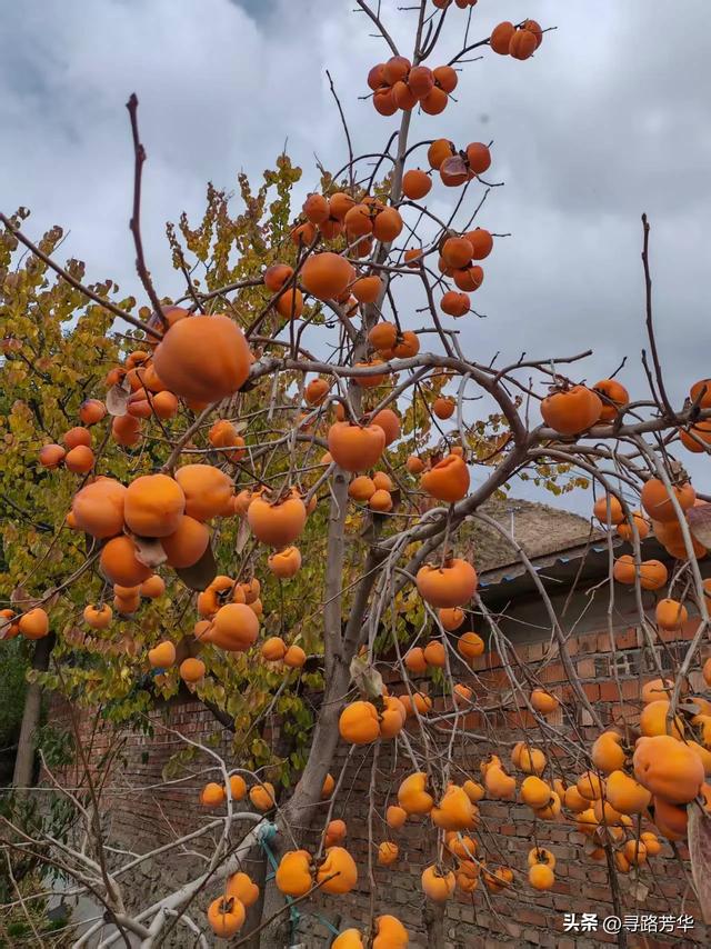 秋日行走在刘家峡的田野，竟有点点意外的收获