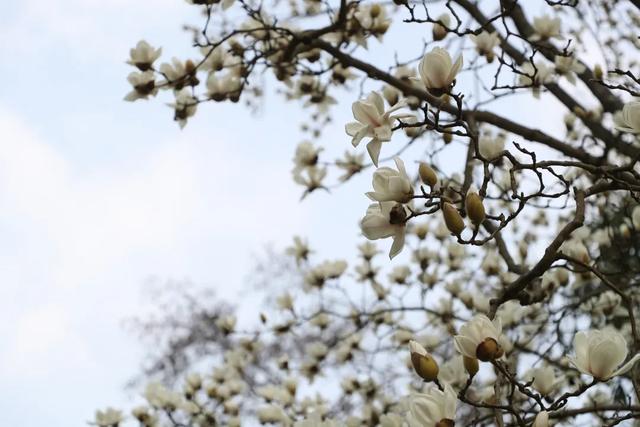 踏春好去处!贵州省植物园花开好啦