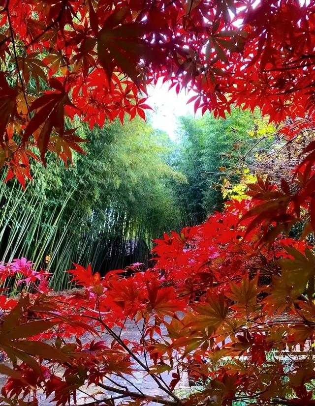 临沂「红杉」「红枫」浓度拉满，出片率100%