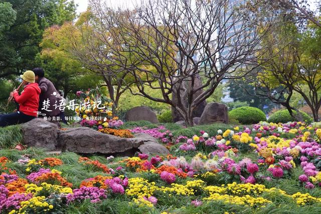 宁波城区新增一处菊花展，宋韵与动漫元素相结合，成秋日限定美景