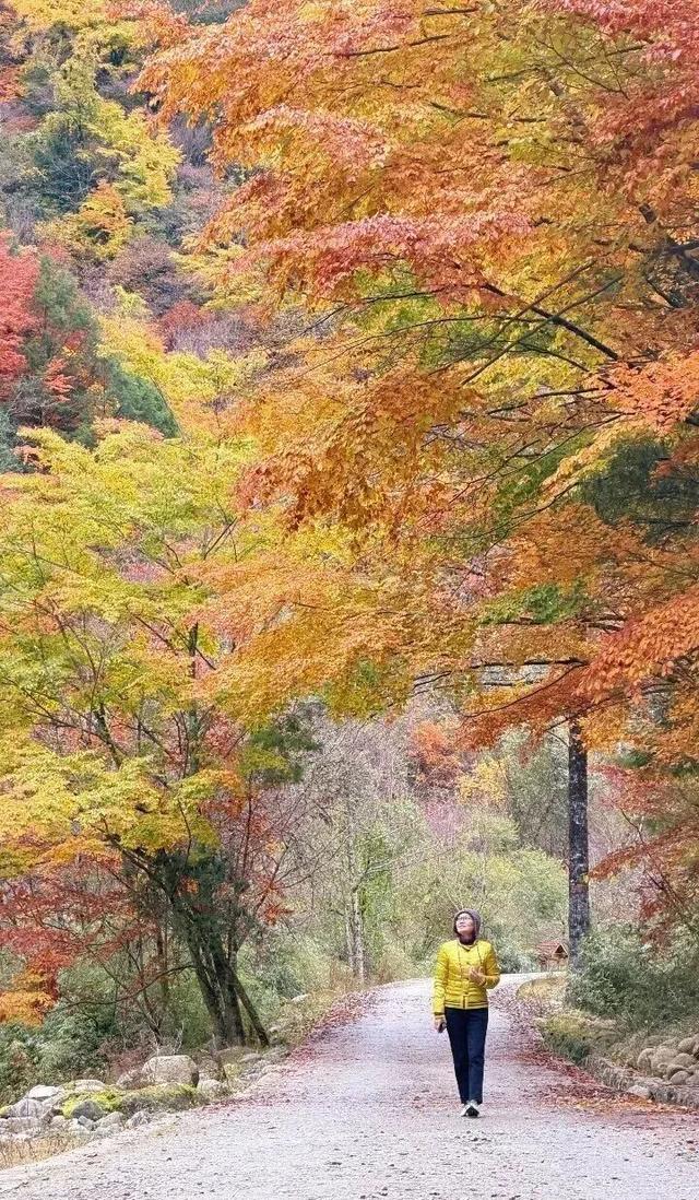 【美丽四川】秋日唐家河，闯入触手可及的油画世界‖柳红樱