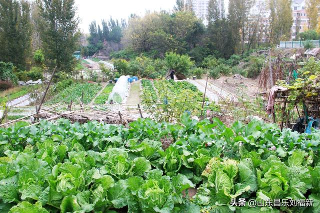 小丹河(老坝河水库西段)立冬那天的风光