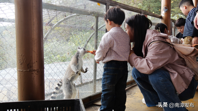暖阳正好，赏花遛娃两不误，速来南漳这里！