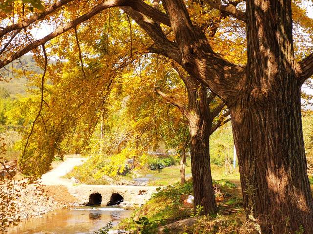 11月，去赏银杏吧！8个高颜值赏秋地，速来拍美照，挑一个就出发