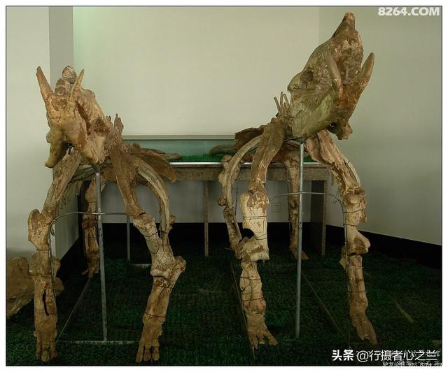 山东行游影记（27）—平邑天宇自然博物馆（二）