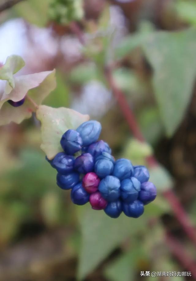 1.5h直达!藏在山野里的捡秋秘境,瀑布+挖宝双buff拉满!