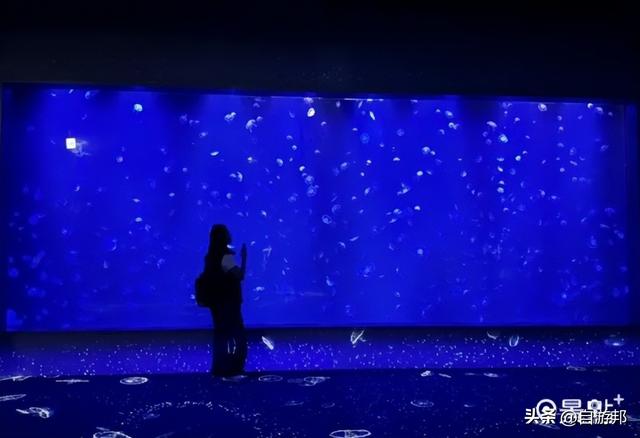 台中海洋馆 水母池艺术级水族体验 莲之水槽无敌梦幻