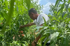 夏之火｜龙泉山今年第一波水蜜桃上市啦！图片