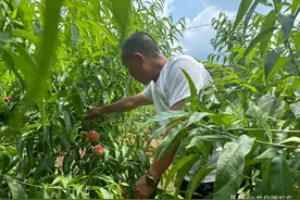 夏之火｜龙泉山今年第一波水蜜桃上市啦！图片