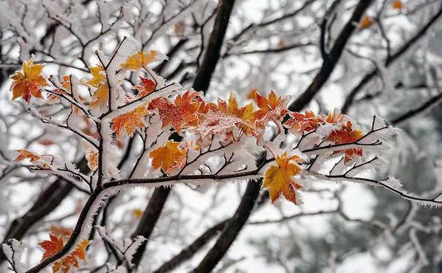 初雪的四方山：雾凇遍野 琼枝满山