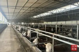 绵阳“慧”养牛 ，“犇”向致富路图片