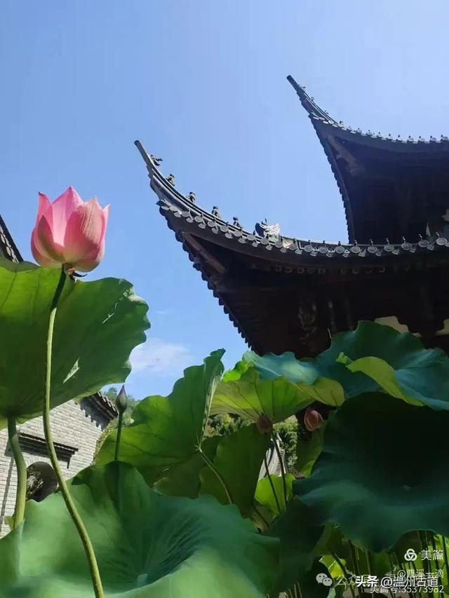 这个被誉为“温州最美寺院”的静心圣地你可去过？