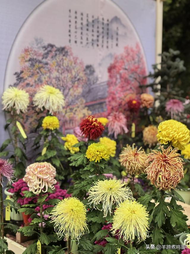 秋风独宠一园菊，晚来香艳出樊篱——北京北海公园2025年菊花展