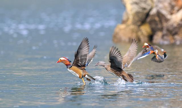 贵州铜仁：天生桥大峡谷迎来越冬鸳鸯