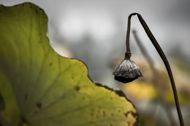 冬日微湖，慢养身心