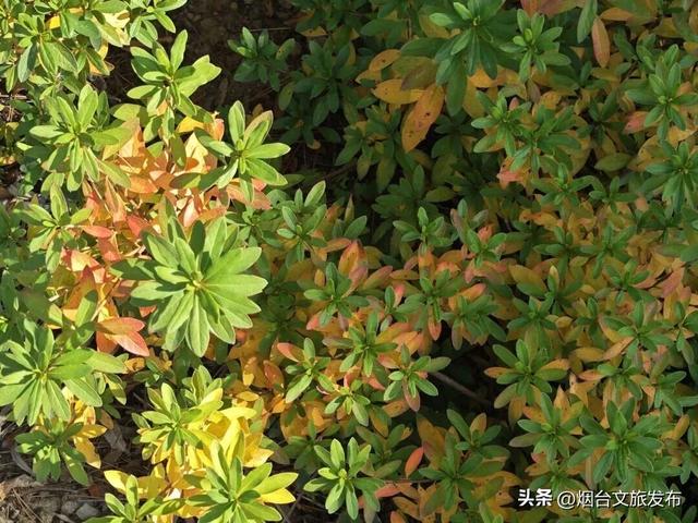 【乐游烟台】一键收藏！烟台海阳的秋天，把浪漫都洒在了这里