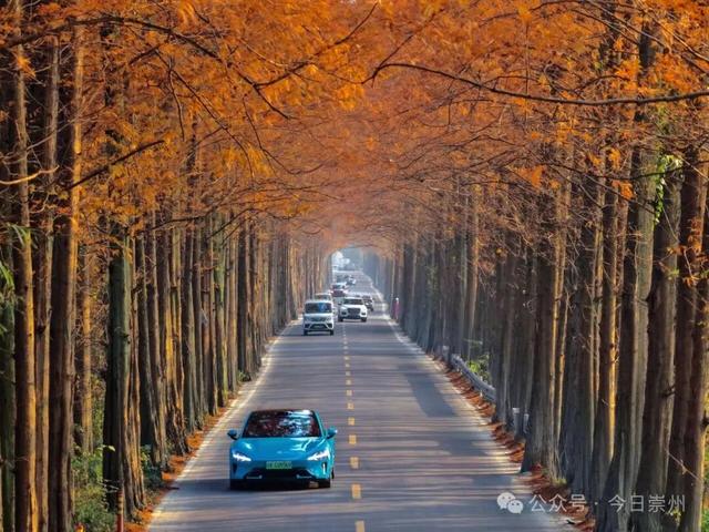 免费又出片！崇州初冬宝藏秘境，美到封神！