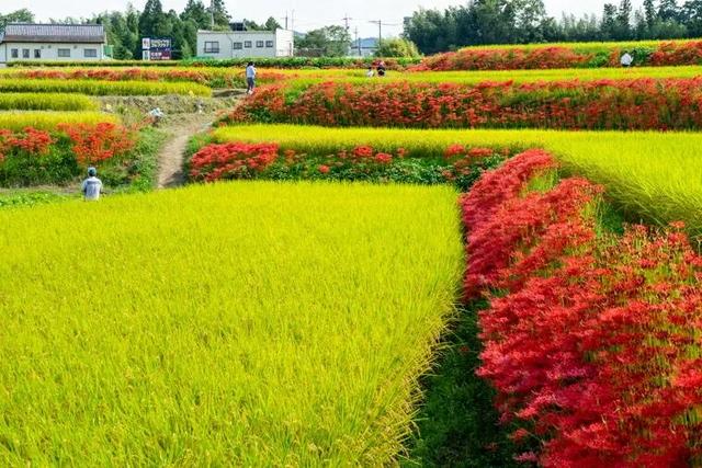 9月去看绝美彼岸花吧！日本10大赏花出片景点全攻略~