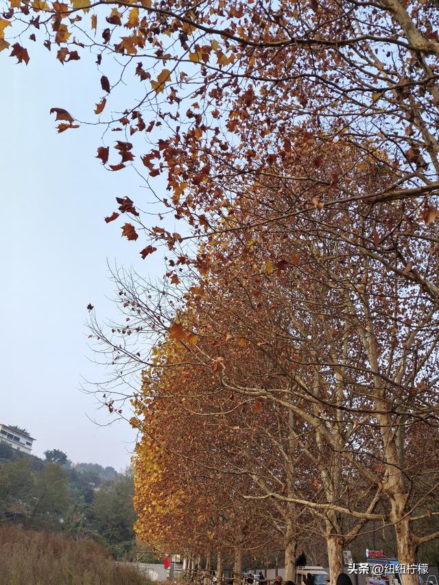 为看金黄美景和红墙，我来北碚静观走一趟，在塔坪寺和思乡台公园