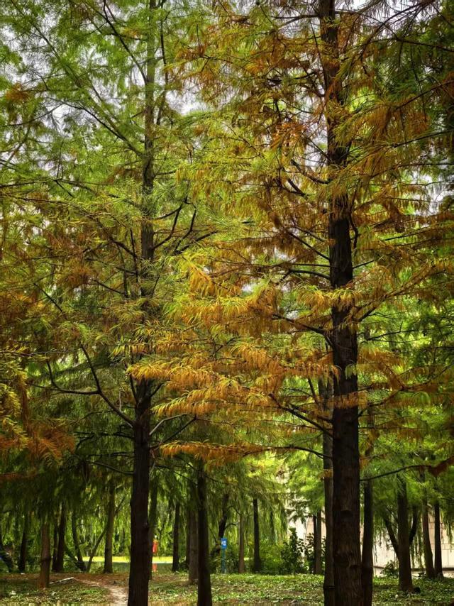 徒步的十大功劳