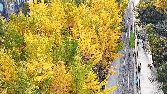 飞阅五华•“杏”运来袭|“云”上赏杏，快来Pick你最心动的“杏”运时刻