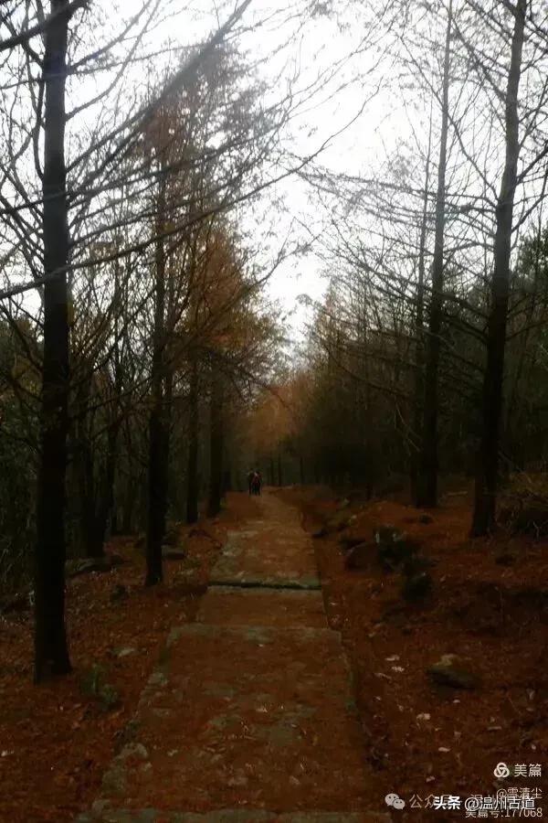 远上乌岩岭上斜,白云生处白云尖!温州这处秋日美景值得一去!