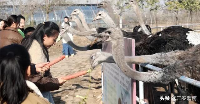 “寻味大荔”特色活动开启冬季文旅新体验