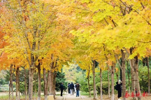 跟着央视镜头，一起去看长春秋日盛景