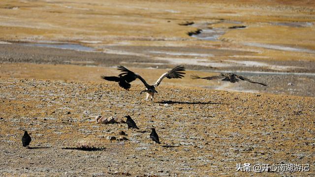 喀什经317到成都，改则-尼玛，途径大地之树、洞措湿地自然保护区