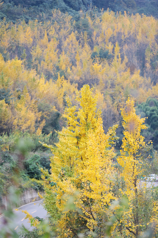 赴一场银杏之约 共享丹棱金色长廊的冬日浪漫