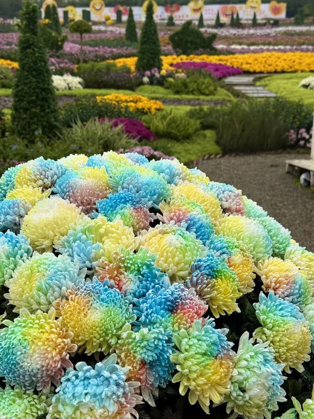 美到失语！15万株菊花，全屏视觉盛宴，3s不心动算我输