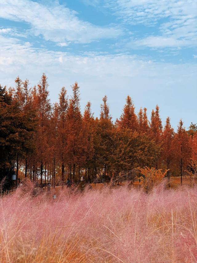 福州深秋宝藏公园，藏着粉黛乱子草与火红水杉，还有绝美沙滩江景